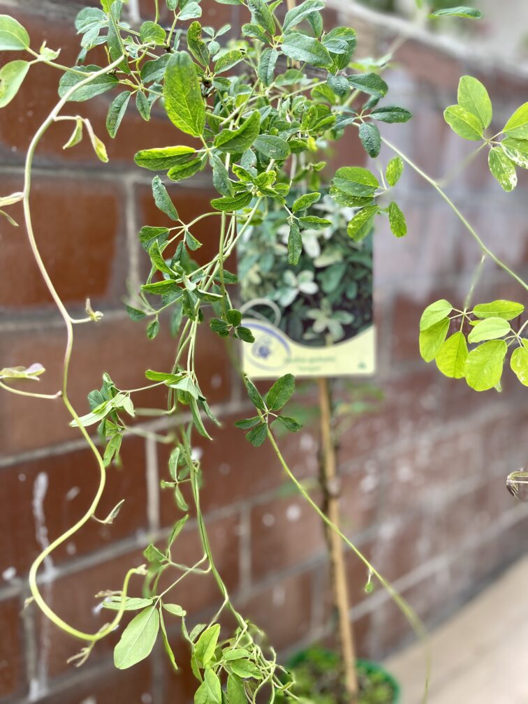 Zdjęcie rosliny doniczkowej Akebia quinata variegata (Akebia pięciolistkowa), ujęcie 1