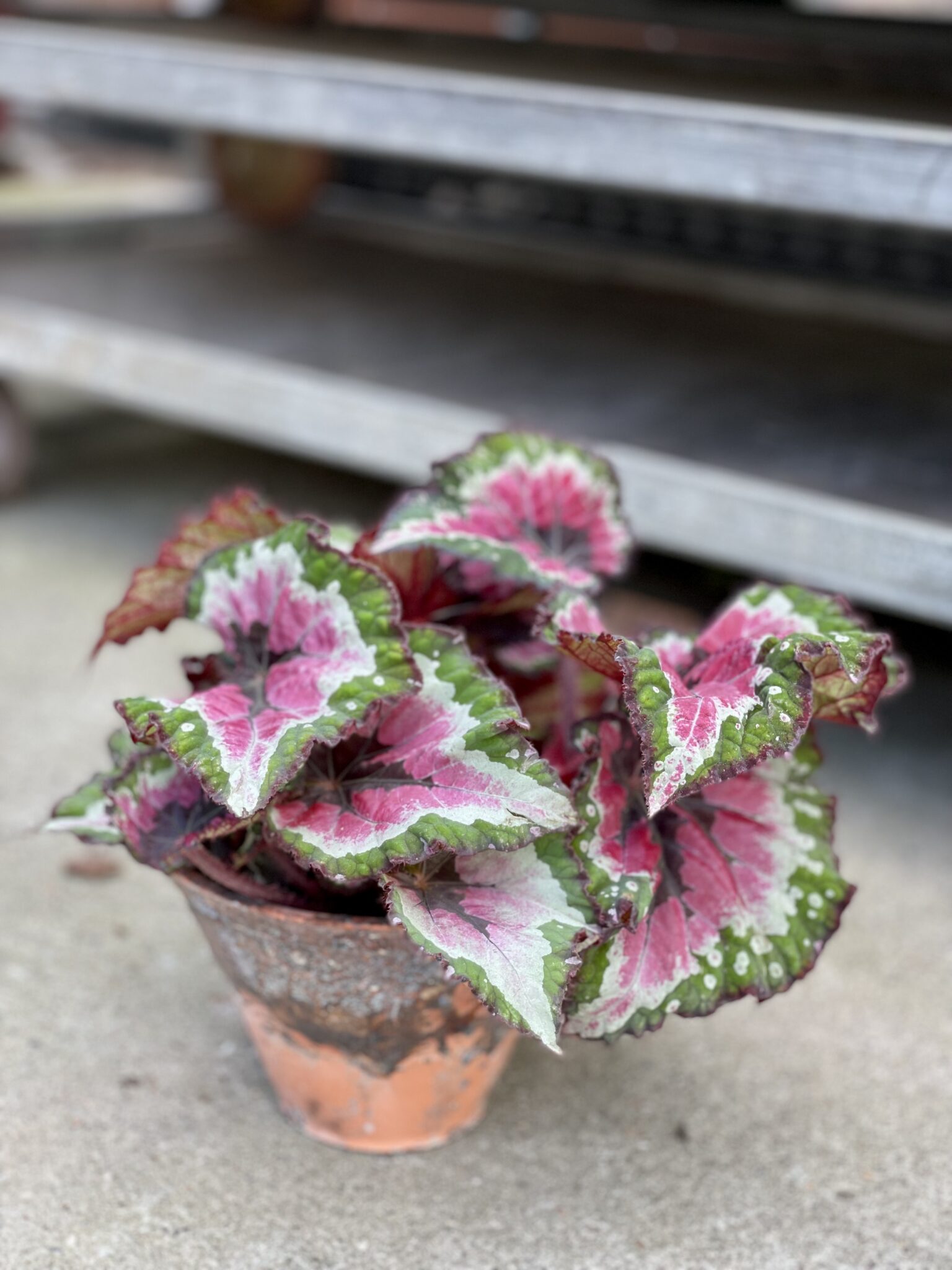 Begonia rex Merry Christmas (Begonia królewska) Jungle Boogie