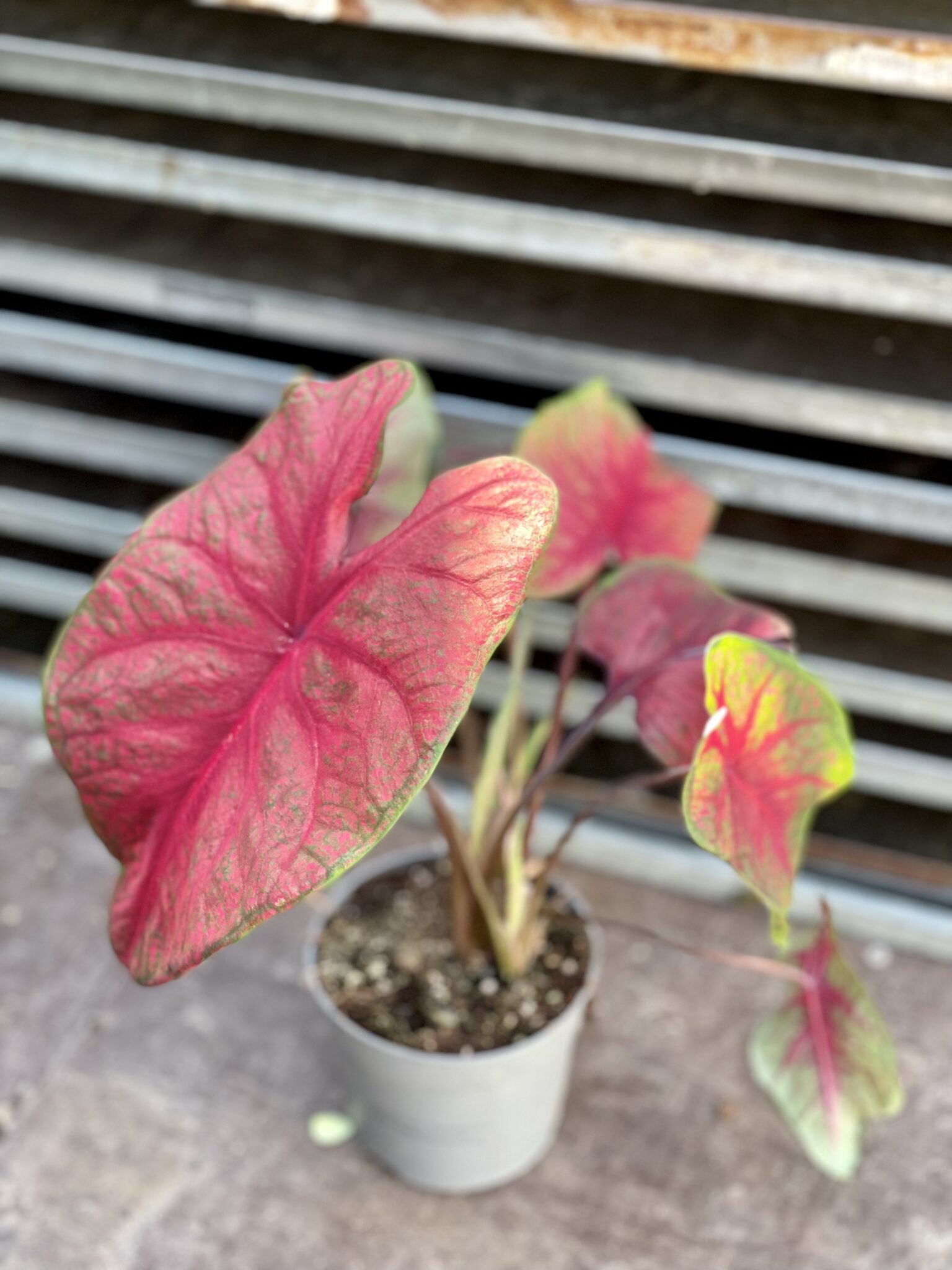 Caladium Brandywine Jungle Boogie