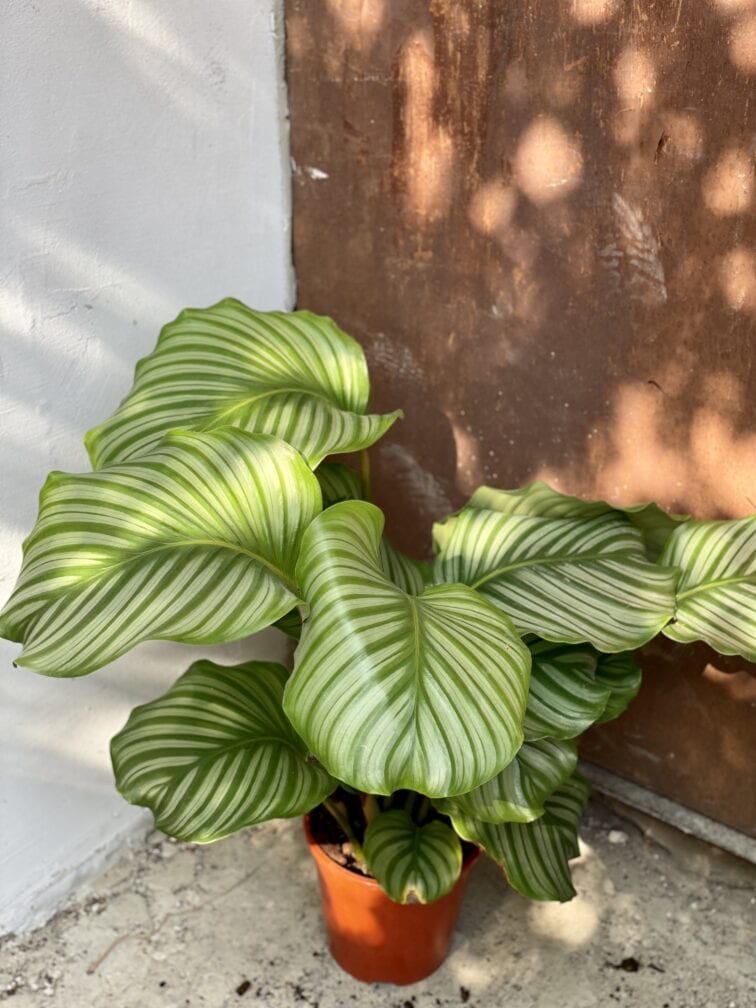 Zdjęcie rosliny doniczkowej Calathea Orbifolia, ujęcie 1