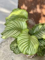 Zdjęcie rosliny doniczkowej Calathea Orbifolia, ujęcie 2