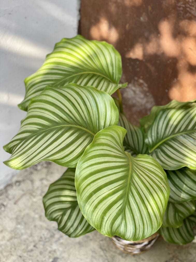 Zdjęcie rosliny doniczkowej Calathea Orbifolia, ujęcie 2