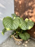 Zdjęcie rosliny doniczkowej Calathea Orbifolia, ujęcie 3