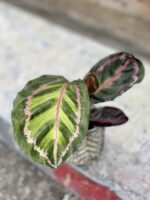 Zdjęcie rosliny doniczkowej Calathea roseopicta illustris, ujęcie 1