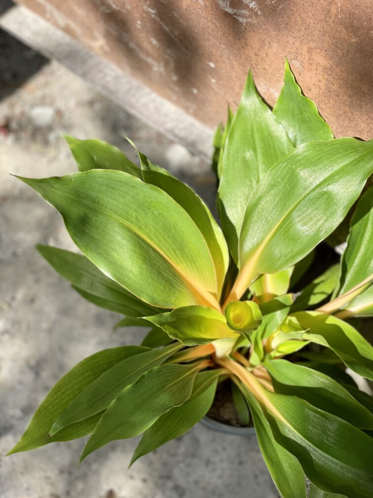 Zdjęcie rosliny doniczkowej Chlorophytum Green Orange (Zielistka), ujęcie 2