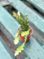 Zdjęcie rosliny doniczkowej Epiphyllum anguliger, ujęcie 3