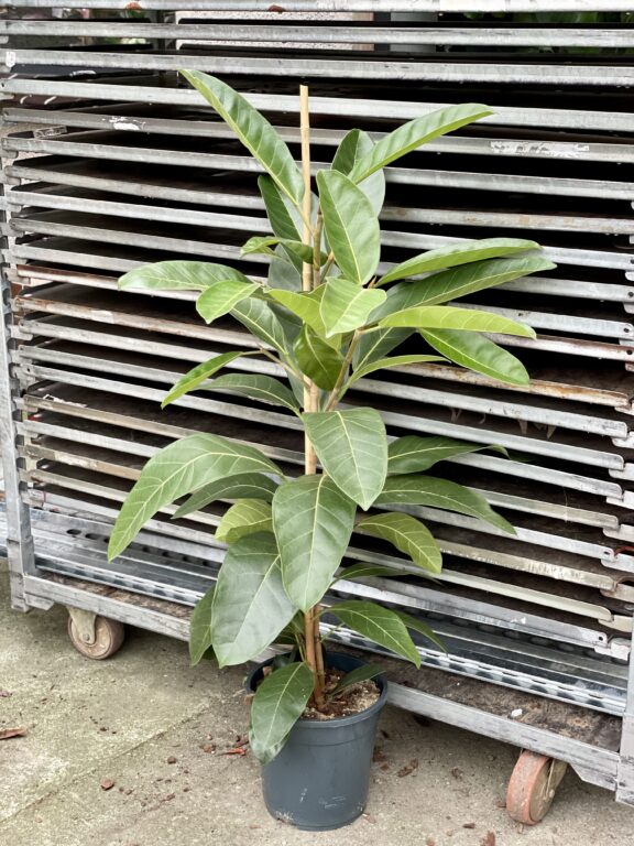 Zdjęcie rosliny doniczkowej Ficus benghalensis Roy (Fikus bengalski Roy), ujęcie 1