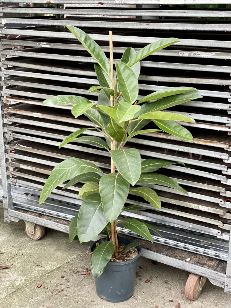 Zdjęcie rosliny doniczkowej Ficus benghalensis Roy (Fikus bengalski Roy), ujęcie 1