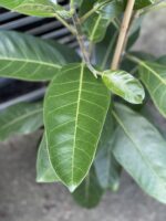 Zdjęcie rosliny doniczkowej Ficus benghalensis Roy (Fikus bengalski Roy), ujęcie 2