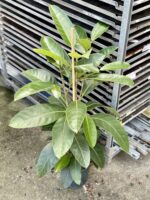 Zdjęcie rosliny doniczkowej Ficus benghalensis Roy (Fikus bengalski Roy), ujęcie 3
