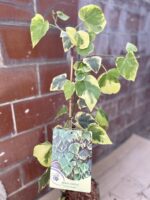 Zdjęcie rosliny doniczkowej Hedera colchica Dentata variegata (Bluszcz kolchidzki), ujęcie 1