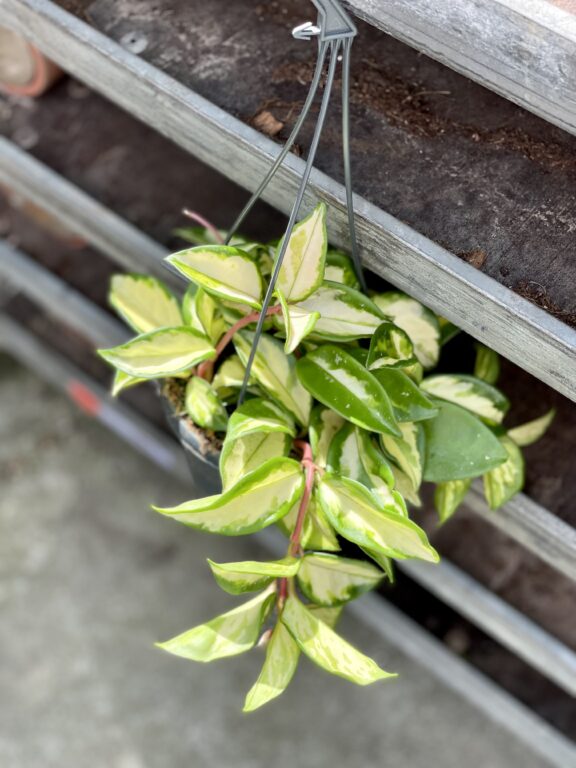 Zdjęcie rosliny doniczkowej Hoya Carnosa Tricolor, ujęcie 1