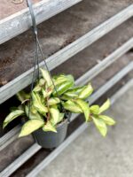 Zdjęcie rosliny doniczkowej Hoya Carnosa Tricolor, ujęcie 3