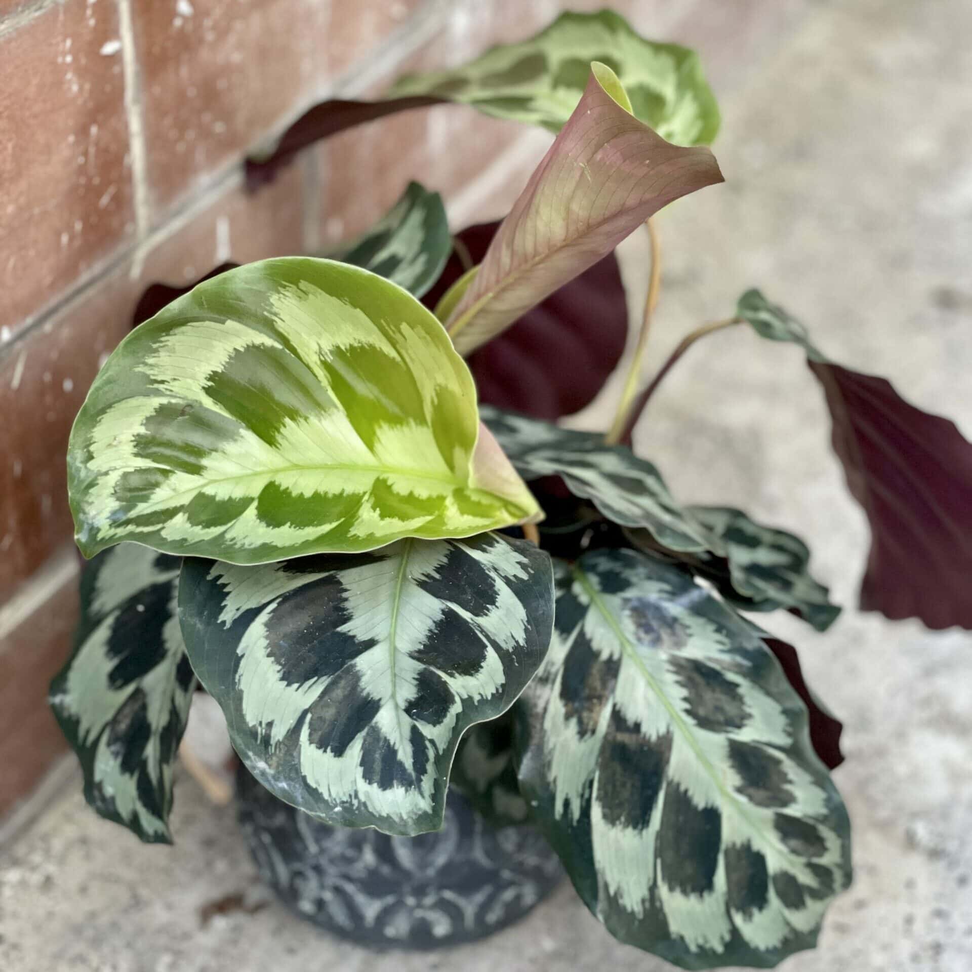 Calathea Kalatea Helen Kennedy roślina bezpieczna dla kota