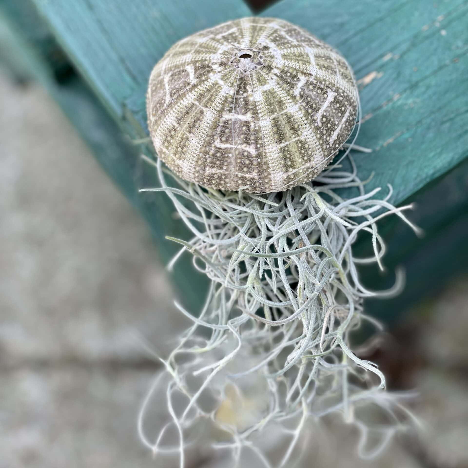 Oplątwa pielęgnacja i aranżacje zdjęcie oplątwa meduza