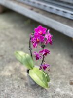 Zdjęcie rosliny doniczkowej Phalaenopsis Catalina, ujęcie 2