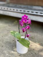 Zdjęcie rosliny doniczkowej Phalaenopsis Catalina, ujęcie 3