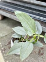 Zdjęcie rosliny doniczkowej Philodendron Hastatum, ujęcie 2