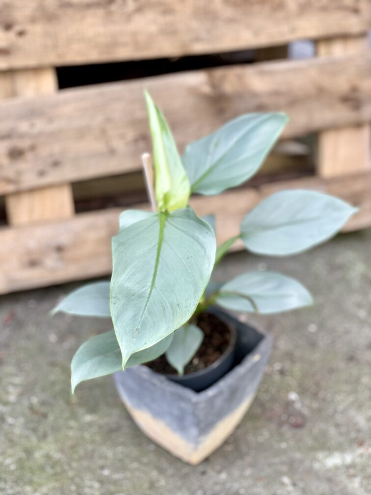 Zdjęcie rosliny doniczkowej Philodendron Hastatum, ujęcie 1