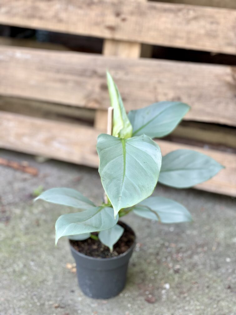 Zdjęcie rosliny doniczkowej Philodendron Hastatum, ujęcie 2