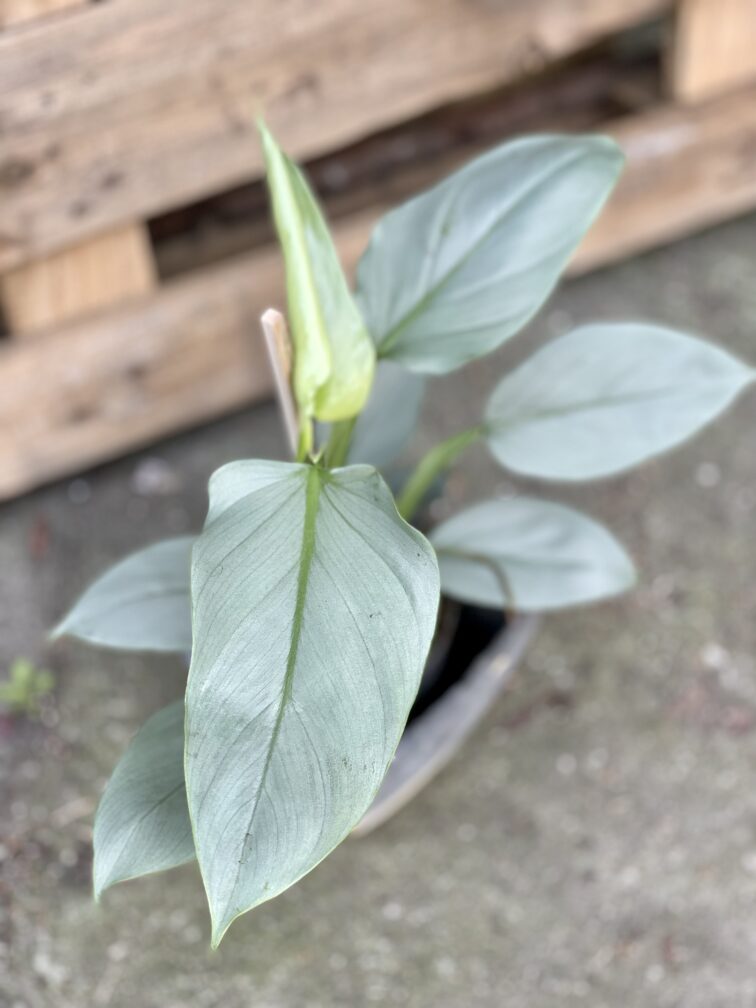 Zdjęcie rosliny doniczkowej Philodendron Hastatum, ujęcie 3