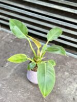 Zdjęcie rosliny doniczkowej Philodendron Imperial Green, ujęcie 1