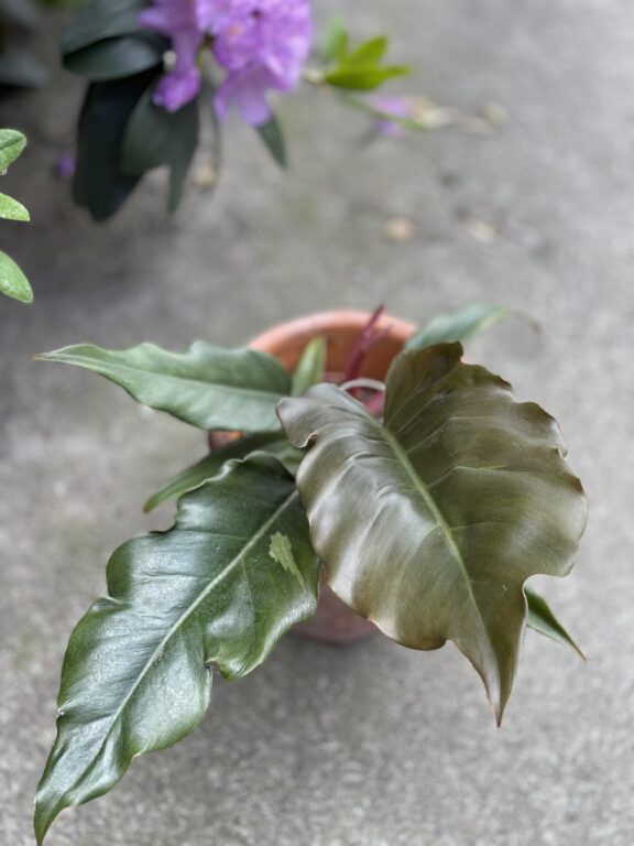 Zdjęcie rosliny doniczkowej Philodendron Saw, ujęcie 1