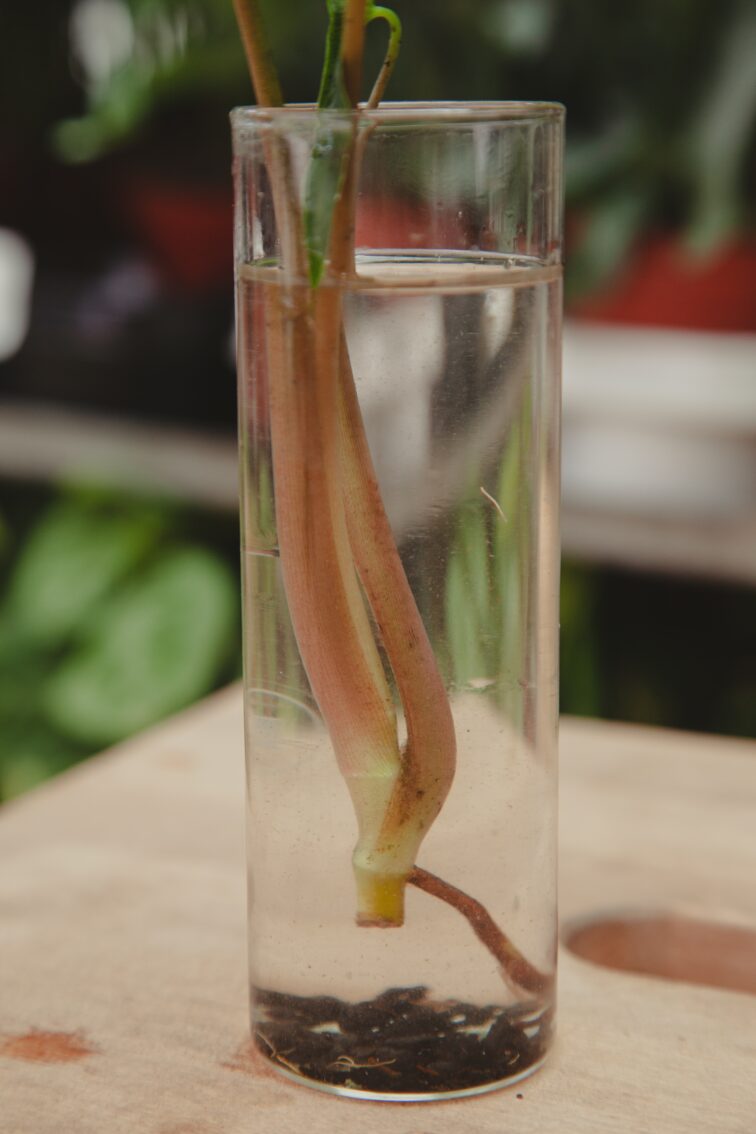 Zdjęcie rosliny doniczkowej Sadzonka Syngonium Batik 1, ujęcie 3