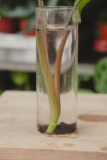 Zdjęcie rosliny doniczkowej Sadzonka Syngonium Batik 2, ujęcie 4