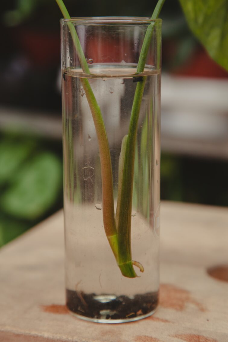Zdjęcie rosliny doniczkowej Sadzonka Syngonium Yellow Variegata, ujęcie 4