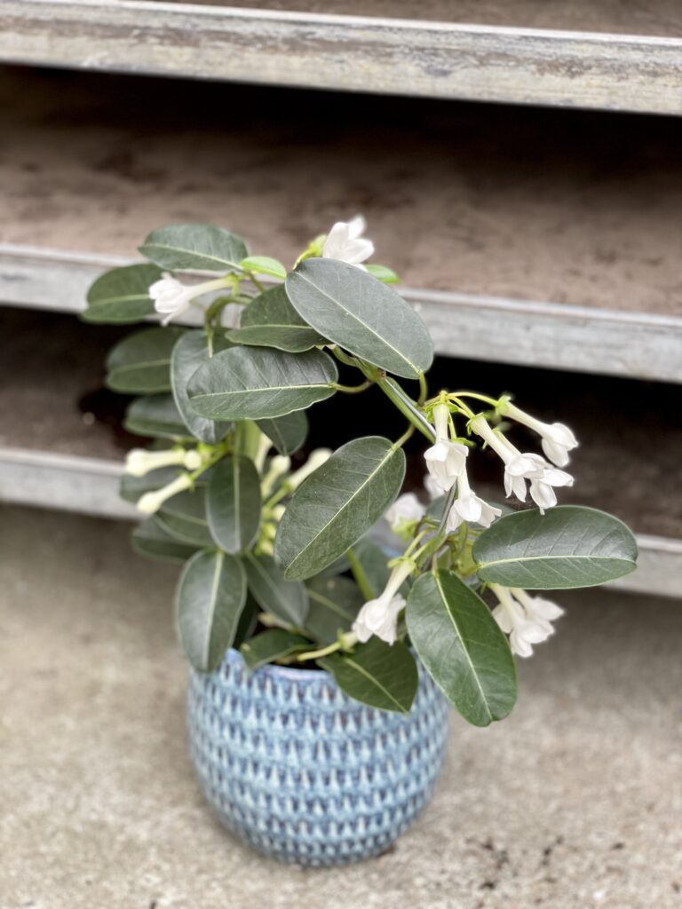 Stephanotis floribunda (Stefanotis bukietowy) - Jungle Boogie