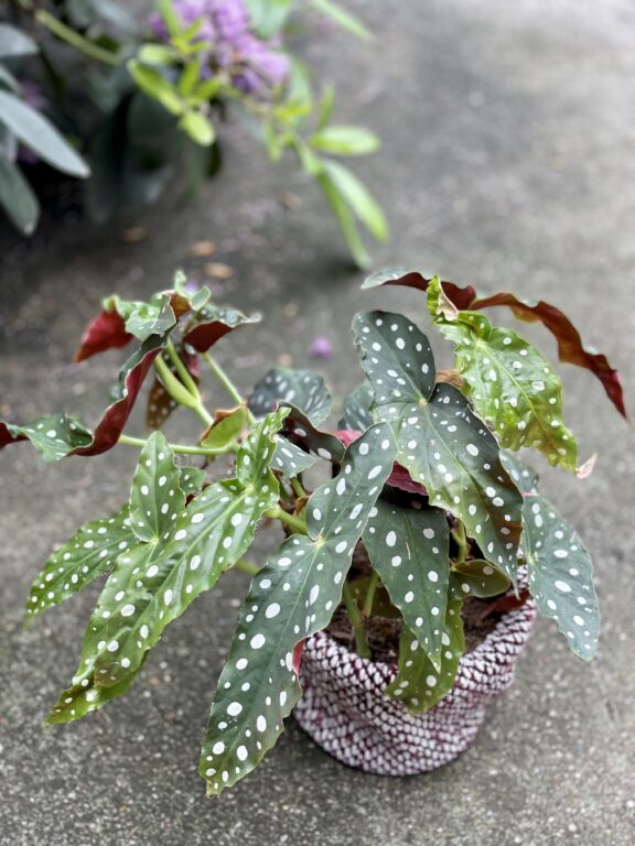 Zdjęcie rosliny doniczkowej Begonia Maculata, ujęcie 1