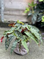Zdjęcie rosliny doniczkowej Begonia Maculata, ujęcie 3
