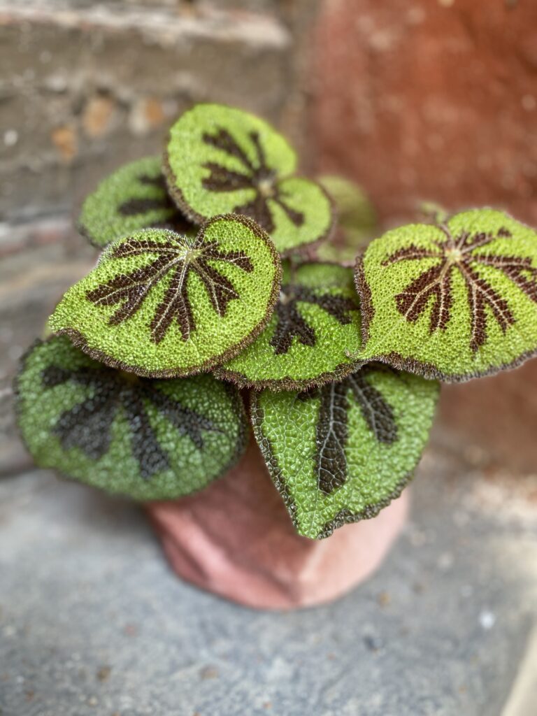 Begonia masoniana Mountain Explore Jungle Boogie