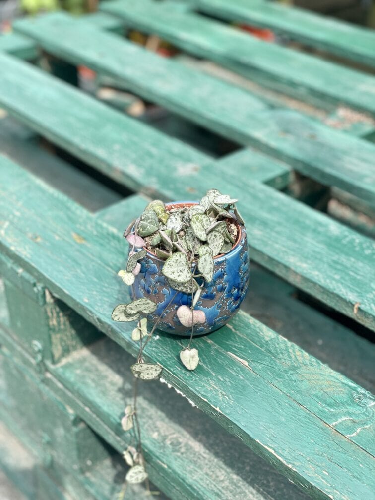 Zdjęcie rosliny doniczkowej Ceropegia woodii, ujęcie 1