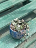 Zdjęcie rosliny doniczkowej Ceropegia woodii, ujęcie 2