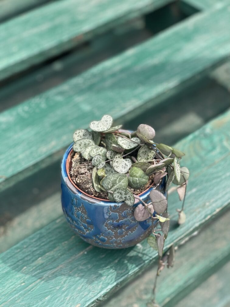 Zdjęcie rosliny doniczkowej Ceropegia woodii, ujęcie 2