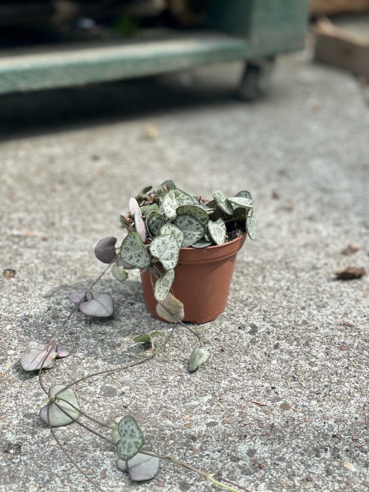 Zdjęcie rosliny doniczkowej Ceropegia woodii, ujęcie 3