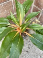 Zdjęcie rosliny doniczkowej Chlorophytum Green Orange (Zielistka), ujęcie 3