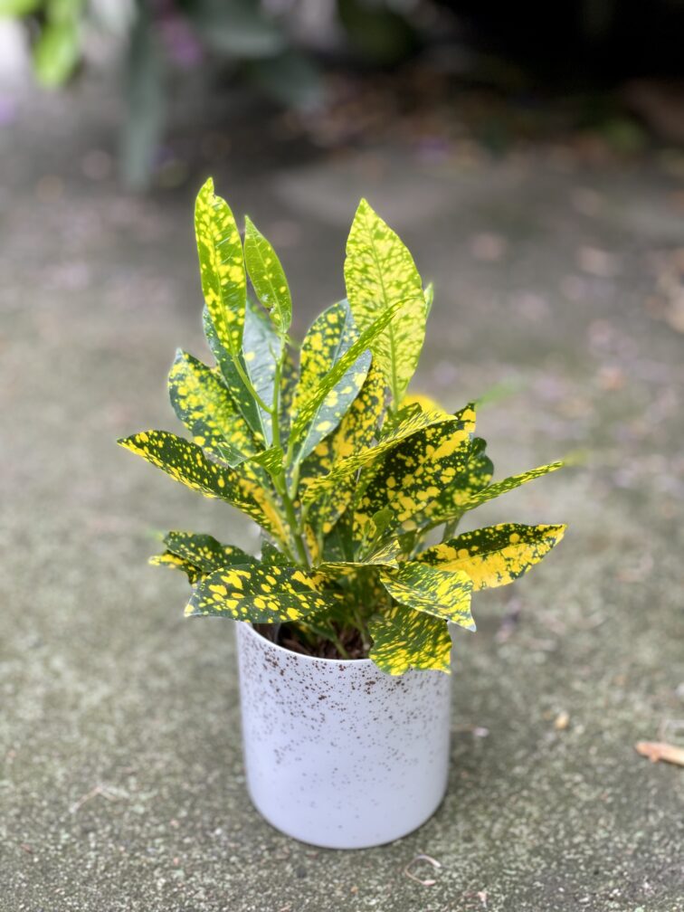 Zdjęcie rosliny doniczkowej Codiaeum variegatum Gold Sun (Kroton), ujęcie 1