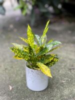 Zdjęcie rosliny doniczkowej Codiaeum variegatum Gold Sun (Kroton), ujęcie 3
