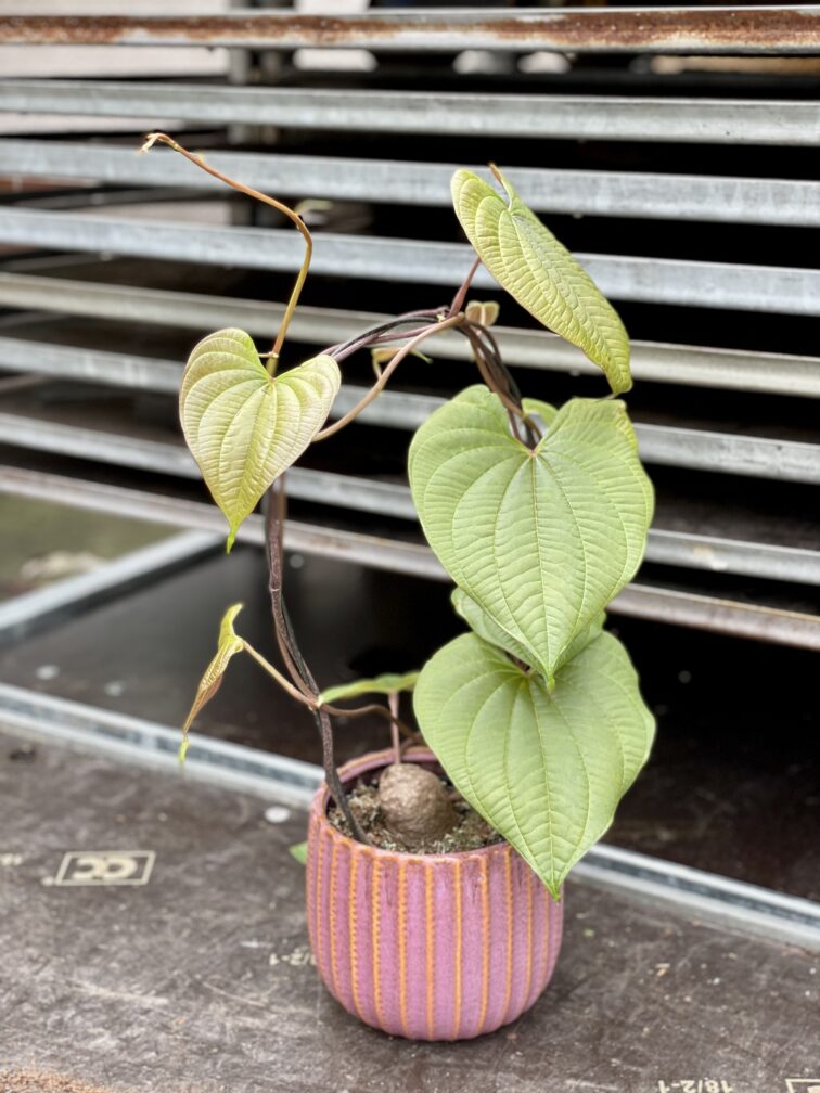Zdjęcie rosliny doniczkowej Dioscorea bulbifera, ujęcie 1