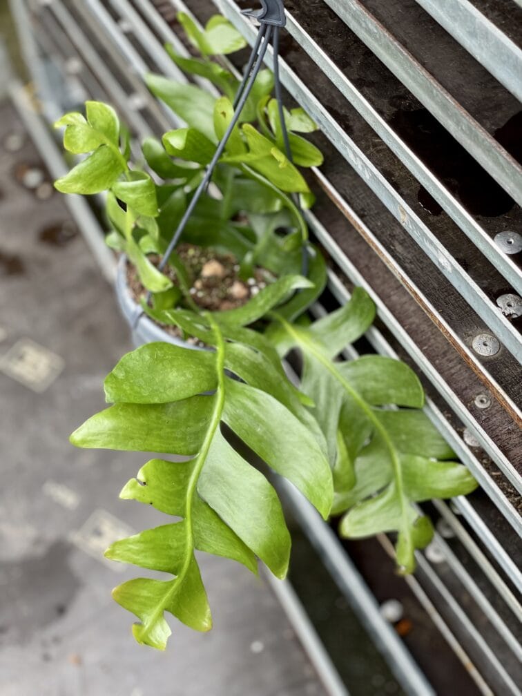 epiphyllum-chrysocardium_14x27-1_1654335689.jpg Zdjęcie rosliny doniczkowej Epiphyllum chrysocardium, ujęcie 1