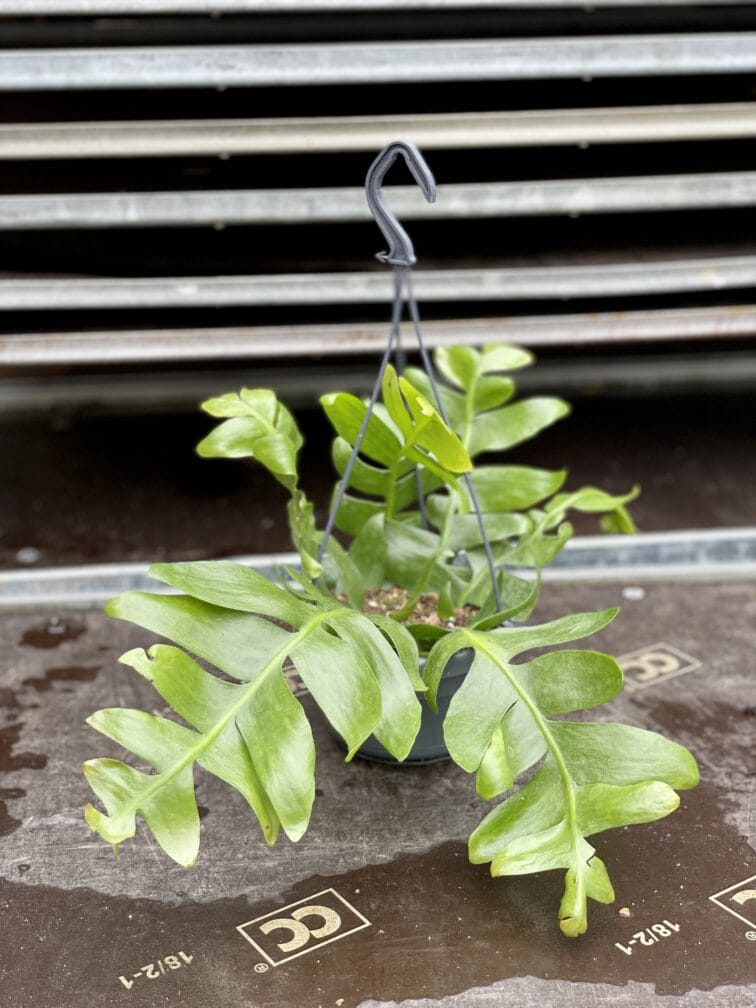 Zdjęcie rosliny doniczkowej Epiphyllum chrysocardium, ujęcie 2