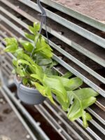 Zdjęcie rosliny doniczkowej Epiphyllum chrysocardium, ujęcie 3