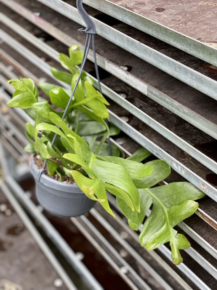 Zdjęcie rosliny doniczkowej Epiphyllum chrysocardium, ujęcie 3