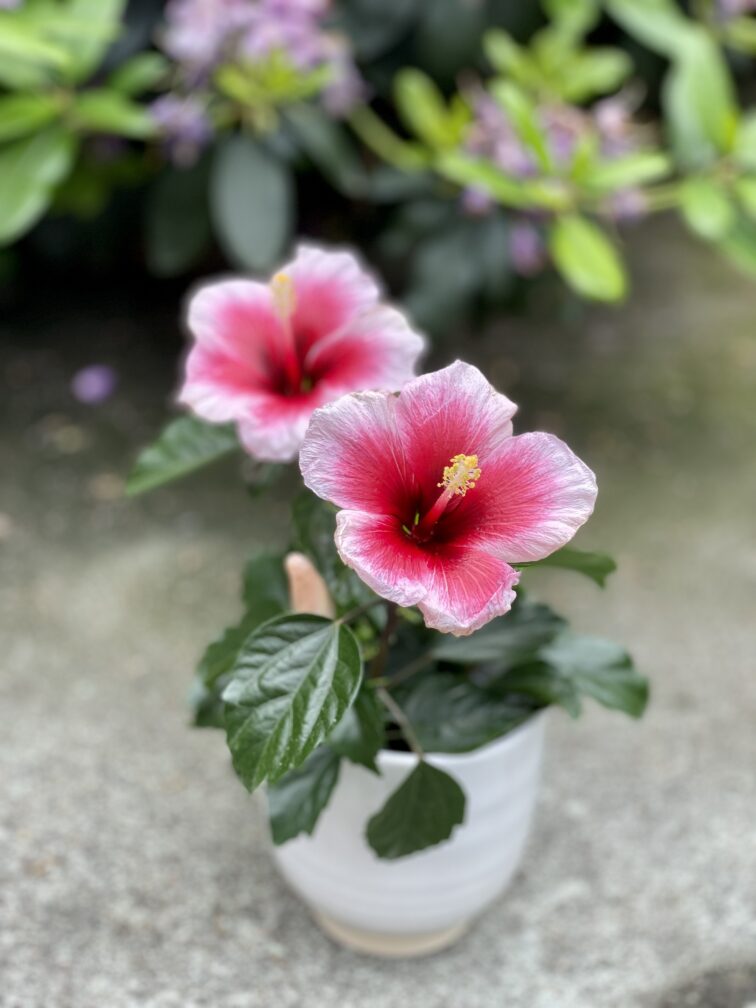 Zdjęcie rosliny doniczkowej Hibiscus rosa-sinensis Pink Dream, ujęcie 1