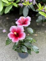 Zdjęcie rosliny doniczkowej Hibiscus rosa-sinensis Pink Dream, ujęcie 2