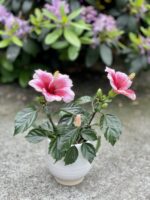 Zdjęcie rosliny doniczkowej Hibiscus rosa-sinensis Pink Dream, ujęcie 3