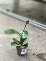 Zdjęcie rosliny doniczkowej Hoya australis, ujęcie 2